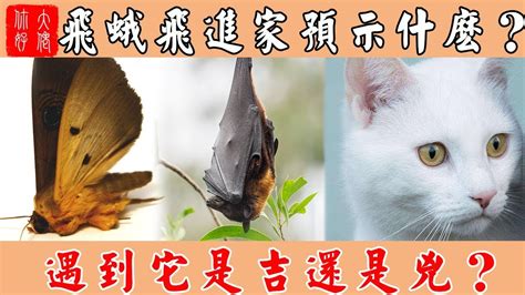 蛾飛到房間|【大蛾飛進家裡】大蛾飛進家裡！當心「這兩件事」將發生！